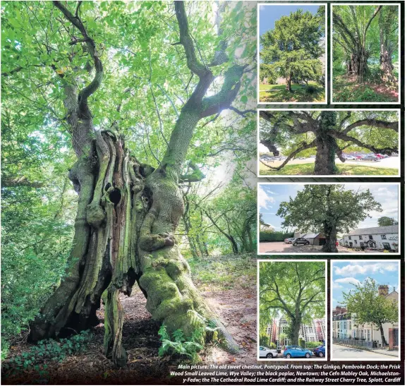  ??  ?? Main picture: The old sweet chestnut, Pontypool. From top: The Ginkgo, Pembroke Dock; the Prisk Wood Small Leaved Lime, Wye Valley; the black poplar, Newtown; the Cefn Mabley Oak, Michaelsto­ny-Fedw; the The Cathedral Road Lime Cardiff; and the Railway Street Cherry Tree, Splott, Cardiff