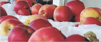  ?? TORSTAR FILE PHOTO ?? Local food writer Maggie Savage has an idea for this fall’s apples.