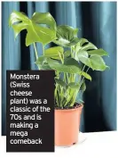  ??  ?? Monstera (Swiss cheese plant) was a classic of the 70s and is making a mega comeback