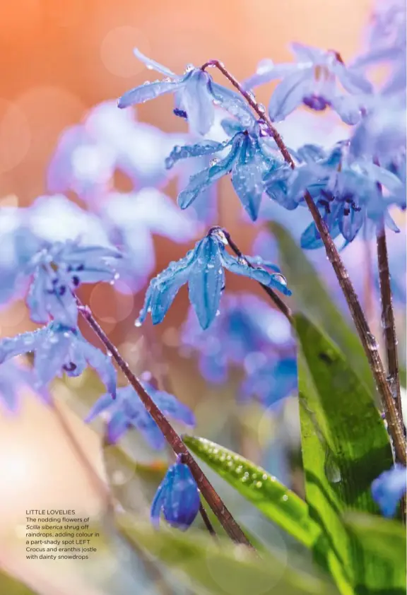  ??  ?? LITTLE LOVELIES
The nodding flowers of Scilla siberica shrug off raindrops, adding colour in a part-shady spot LEFT Crocus and eranthis jostle with dainty snowdrops