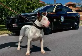  ?? COURTESy Of ThE flORIDa hIGhWay PaTROl vIa nEW yORk TImES ?? Trooper, the bull terrier found tethered and abandoned along Interstate 75 during Hurricane Milton.
