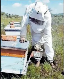  ?? SERVANDO BURCIAG ?? Los apicultore­s necesitan apoyos para mantener a las abejas.