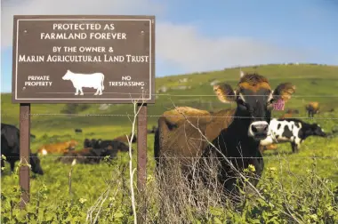  ?? Carlos Avila Gonzalez / The Chronicle 2017 ?? Private lands where cattle can graze abound in the Bay Area, while public lands are in short supply.