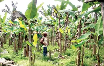  ?? ARCHIVO ?? Hay reportes de afectacion­es puntuales en fincas agrícolas de Santiago, en la región del Cibao.