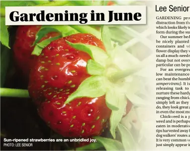  ?? PHOTO: LEE SENIOR ?? Sun-ripened strawberri­es are an unbridled joy.