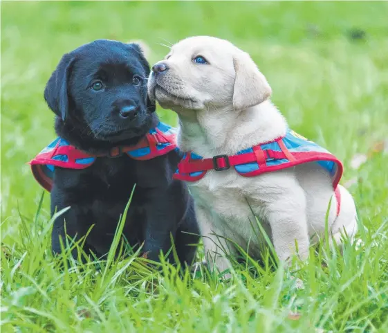  ?? Picture: PURFECT PAWTRAITS ?? Two of the 20 puppies destined to become assistance dogs – they’re looking for foster homes until old enough to begin training.