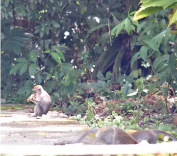  ?? — Photos by Roystein Emmor ?? The cameraman manages to capture a photo of a monkey eating a banana at one of the trails in the park.