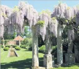  ??  ?? The giant wisteria in the gardens of Ashford’s Godinton House