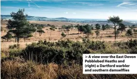  ?? Jake Newman ?? > A view over the East Devon Pebblebed Heaths and (right) a Dartford warbler and southern damselflie­s