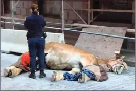  ?? The Canadian Press ?? A collapsed horse is seen on the streets of Montreal on Sunday.The horse died as it pulled passengers through the cobbleston­e streets of Old Montreal.