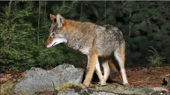  ?? MASSWILDLI­FE PHOTO ?? Nahant is the first community in Massachuse­tts to hire U.S. Department of Agricultur­e Wildlife Services agents to take out habituated coyotes.