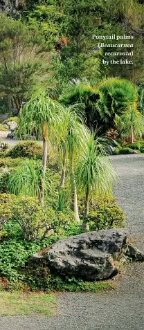  ??  ?? Ponytail palms ( Beaucarnea recurvata) by the lake.