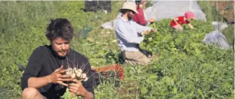  ??  ?? La Financière agricole du Québec a desserré les cordons de la bourse de l’État pour accroître la production agricole biologique.