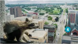  ??  ?? 4 3 & 4. TAKING A BREAK. The exhausted raccoon then strecthes out on a windowsill of an office on the 23rd floor before continuing his journey.