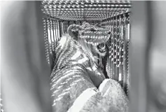  ??  ?? A sedated lioness is pictured in a cage at a zoo in Rafah in the southern Gaza Strip.