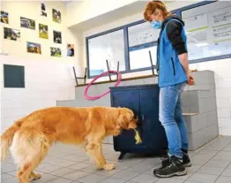  ?? Photo G. L. N. ?? Actuelleme­nt, le centre de formation Handi’chiens Bretagne, à Saint-brandan, reçoit une cinquantai­ne de chiens par an.