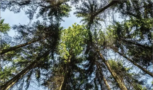  ??  ?? Lorsqu’il s’agit d’une terre peu productive (en bois), la valeur cynégétiqu­e peut représente­r jusqu’à la moitié du revenu forestier. Les arbres constituen­t 75 % de la valeur totale d’une parcelle forestière.