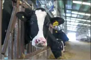  ?? DU XIAOYI / XINHUA ?? A cow at a farm operated by Shanghai Bright Dairy & Food Co Ltd.