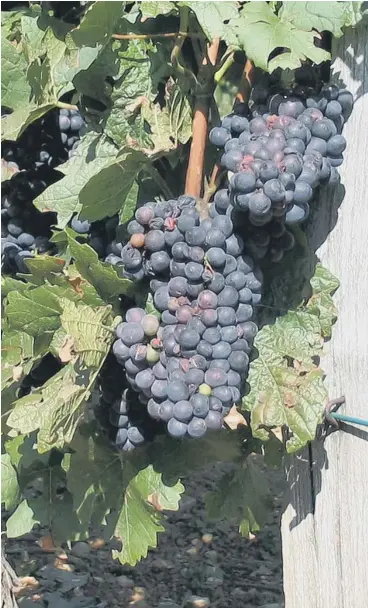  ??  ?? RICH PICKINGS: Pinot Noir – the king of grapes in Burgundy; inset left, Clos du Vougeot in Burgundy makes expensive, fabulous wines.