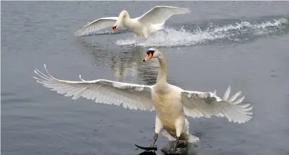  ?? Swans at Sandy Water Park ??