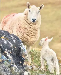  ??  ?? Lambing is a magical time of year, if a little exhausting.