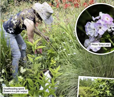  ??  ?? Deadheadin­g spent flowers is a job I enjoy! Phlox ‘Grey Lady’