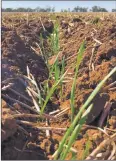  ??  ?? RESEARCH: Establishe­d wheat plants from the Grdcfunded managing early sown wheat trial.