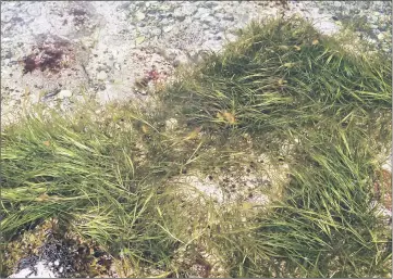  ??  ?? Zostera marina is the only pollinatin­g plant that can survive in seawater.