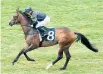  ?? Picture / Race Images ?? Tiptronic resumes at Tauranga today.