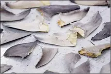  ?? ?? Confiscate­d shark fins are shown during a news conference, on Feb. 6, 2020, in Doral, Fla. An internatio­nal conference on trade in endangered species ended Friday, Nov. 25, in Panama, with protection­s establishe­d for over 500 species. (AP)