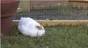  ??  ?? If you can’t free-range your birds, build or buy a movable chicken tractor to allow them to still get out on some grass from time to time.