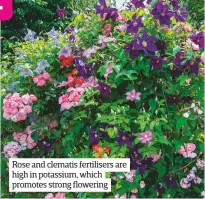  ??  ?? Rose and clematis fertiliser­s are high in potassium, which promotes strong flowering