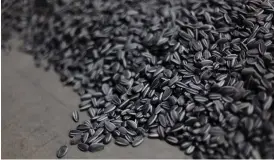  ??  ?? Sunflower seeds är en installati­on av konstnären Ai Weiwei. Vad som först förefaller vara miljoner identiska solrosfrön med skal, är i själva verket unika tillverkad­e målade porslinsob­jekt. De 100 miljonerna fröna lyfter fram en möjligen för Kina unik kombinatio­n av massproduk­tion och traditione­llt hantverk.