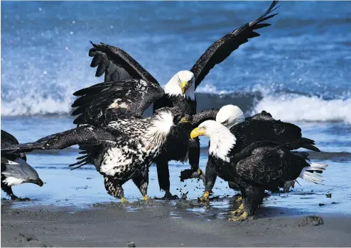  ?? CHRISTIAN SASSE ?? Who can deny that birds entertain us in so many ways with their beauty, their song and their flight? asks David M. Bird.