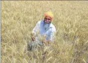  ?? HT FILE ?? Wheat was sown over 35.1 lakh hectares in the state this year as compared to 35.21 lakh hectares in the previous rabi season.