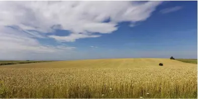  ??  ?? RIGHT: The wheatfield­s of Ukraine.