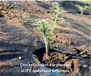  ??  ?? Our artichokes are planted in UV-stabilised weedmat.