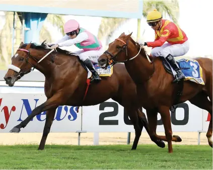  ?? Picture: Gold Circle ?? DARK HORSE. Made To Conquer (left), second in the Vodacom Durban July and currently a bit overshadow­ed by stablemate­s, will be partnered by S’manga Khumalo in the Sun Met.