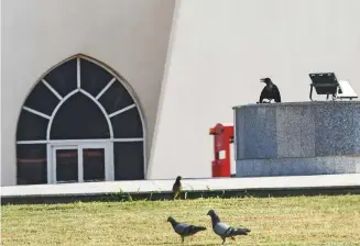  ?? Virendra Saklani/Gulf News ?? The injured crow is regularly visited by other birds. Some even drop food off food. According to Dr Sara Elliott from British Veterinary Hospital, crows are opportunis­tic eaters and they can practicall­y eat anything.