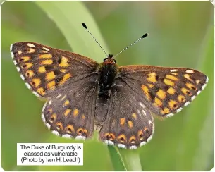  ?? ?? The Duke of Burgundy is classed as vulnerable (Photo by Iain H. Leach)