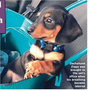  ??  ?? Dachshund Ziggy was brought to
the vet’s office when his breathing became labored