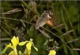  ??  ?? A hummingbir­d hawkmoth by Don Hodgers.