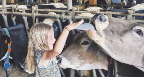  ?? FOTO: MAIER ?? Warum eigentlich schleckt eine Kuh? Das können Kinder bei einem Rundgang auf dem Heslerhof erfahren.