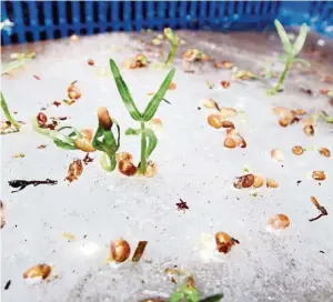  ??  ?? A closer look at the water spinach growing in the aquaponics system.