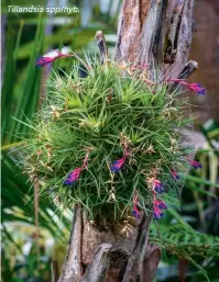  ??  ?? Tillandsia spp/hyb.