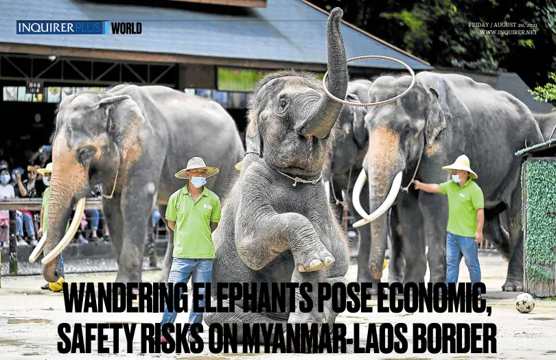  ?? —PHOTOS BY AFP ?? Elephants gather during a show at Wild Elephant Valley, a nature reserve in Xishuangba­nna in southwest China’s Yunnan province on July 21. SHOWTIME