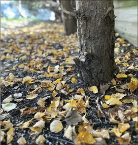  ?? JESSICA DAMIANO VIA THE ASSOCIATED PRESS ?? This Oct. 27, 2022, image provided by Jessica Damiano shows a thin layer of fallen leaves under a row of trees on Long Island, NY. They will decompose over winter to provide nourishmen­t for the trees and future plantings.