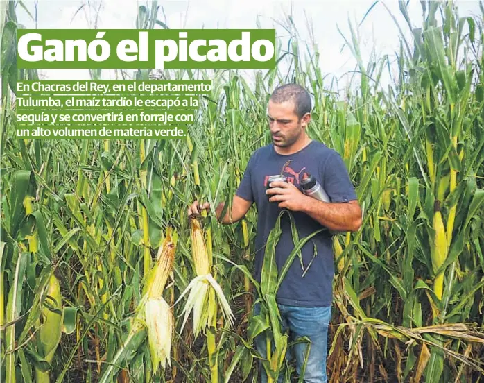  ?? (LA VOZ) ?? Tamaño. Matías Guzmán observa las espigas del híbrido Dow 510, que ya está listo para picar. El cultivo rendirá alrededor de 32 mil kilos de materia verde por hectárea.