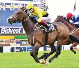  ?? Picture: JC Photograph­ics ?? IMPROVER. Tilbury Fort has attracted steady support in the run-up to Saturday’s G-Bets Gauteng Summer Cup at Turffontei­n. He is a 11-2 chance and his trainer, Sean Tarry, says he has improved a lot since he was gelded in March.