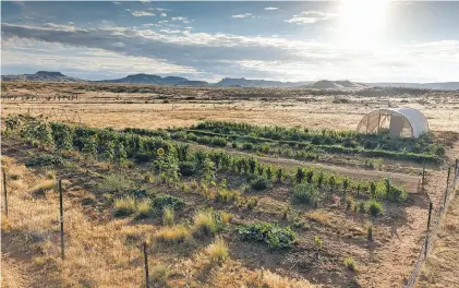  ?? PHOTOS BY JOHN BURCHAM/NEW YORK TIMES ?? Sunrise over the Teesto Community Garden, which has remained opened through the pandemic, in Teesto, Ariz., on the Navajo Nation.